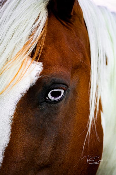 Equine/Horses