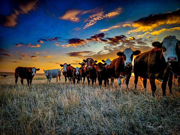 Cattle