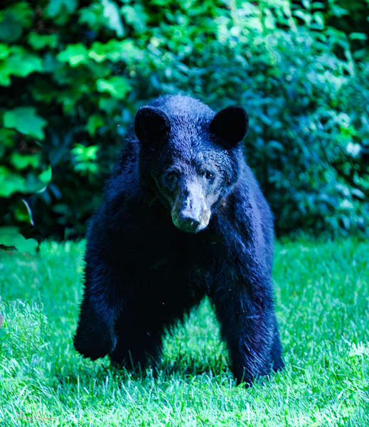 Wild Visitors