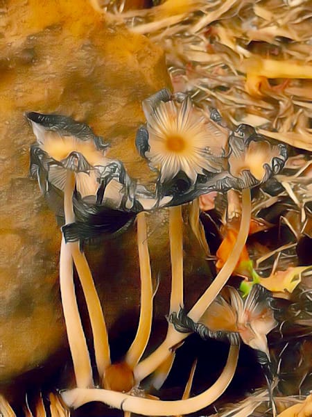 Fungi Fun