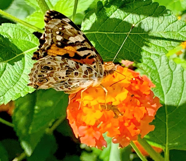 Butterflies are Best