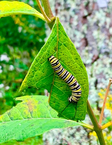 Wonders of Nature