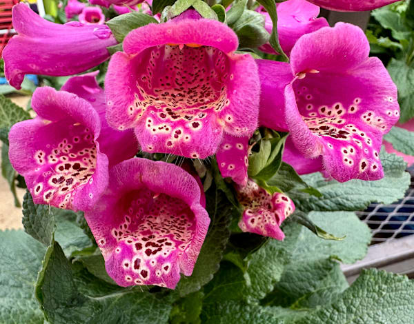 Flower Power