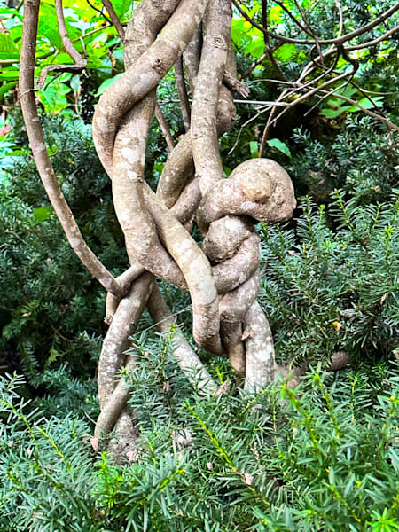 Branches and Bark