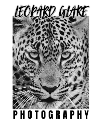 Leopard Glare Photography