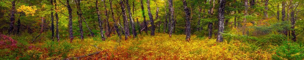 Forest Fall Dance