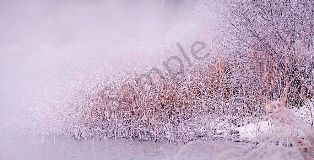 Marsh in Mist