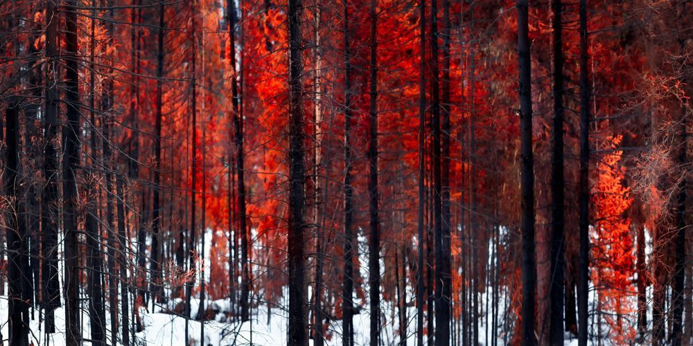 The results of the forest fire in Kootenay National Park - After Burn. The Canadian Rockies landscape is altered by nature.