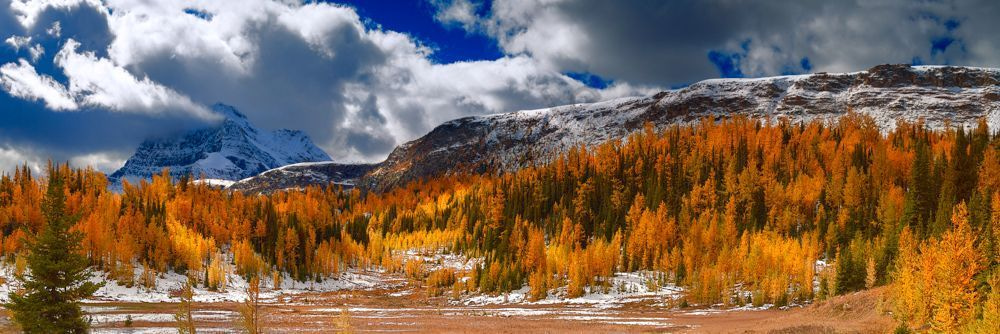 Larches under the Monarch & Ramparts