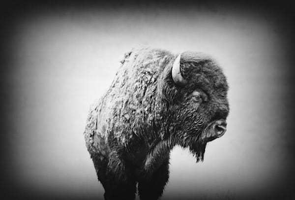 American Bison