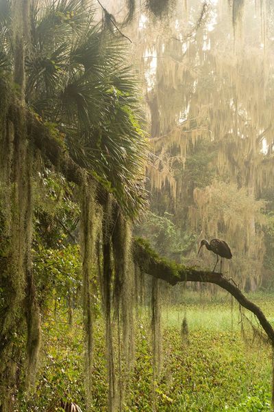 Constance Mier fine art nature photography - capturing beautiful