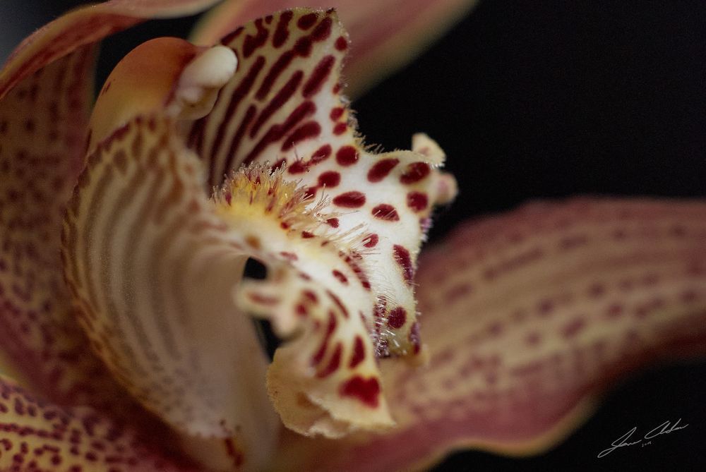 Cymbidium-tracyanum Orchid-3