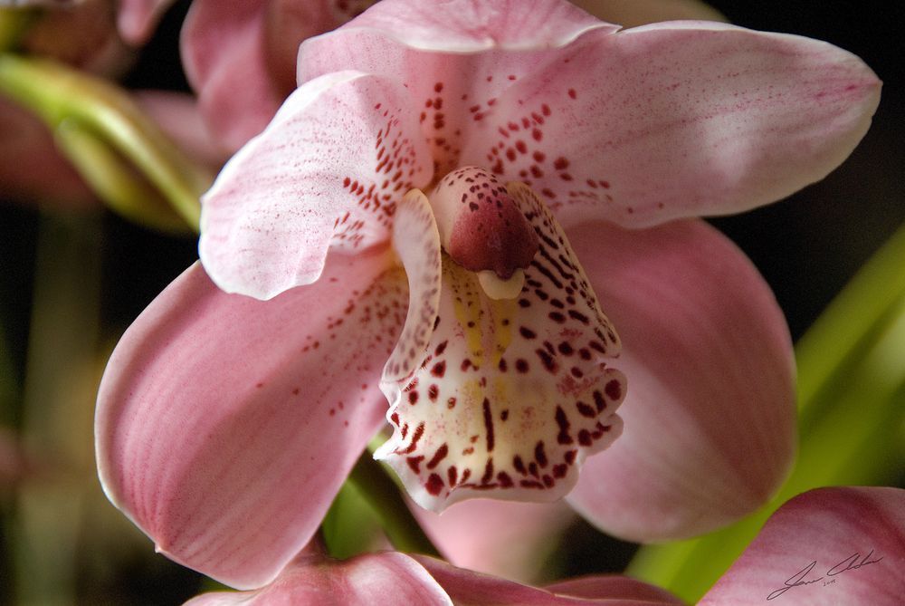 Pink Cymbidium Orchid