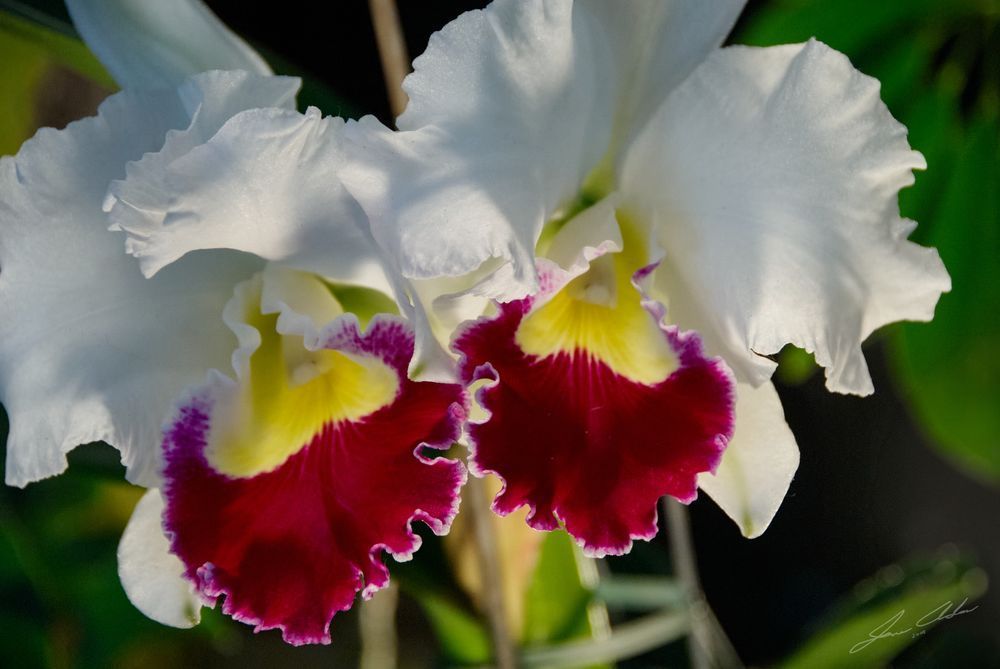 White Catellyas Orchids