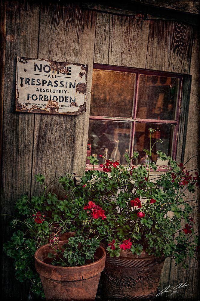 The Timeless Dance of Nature and Wood