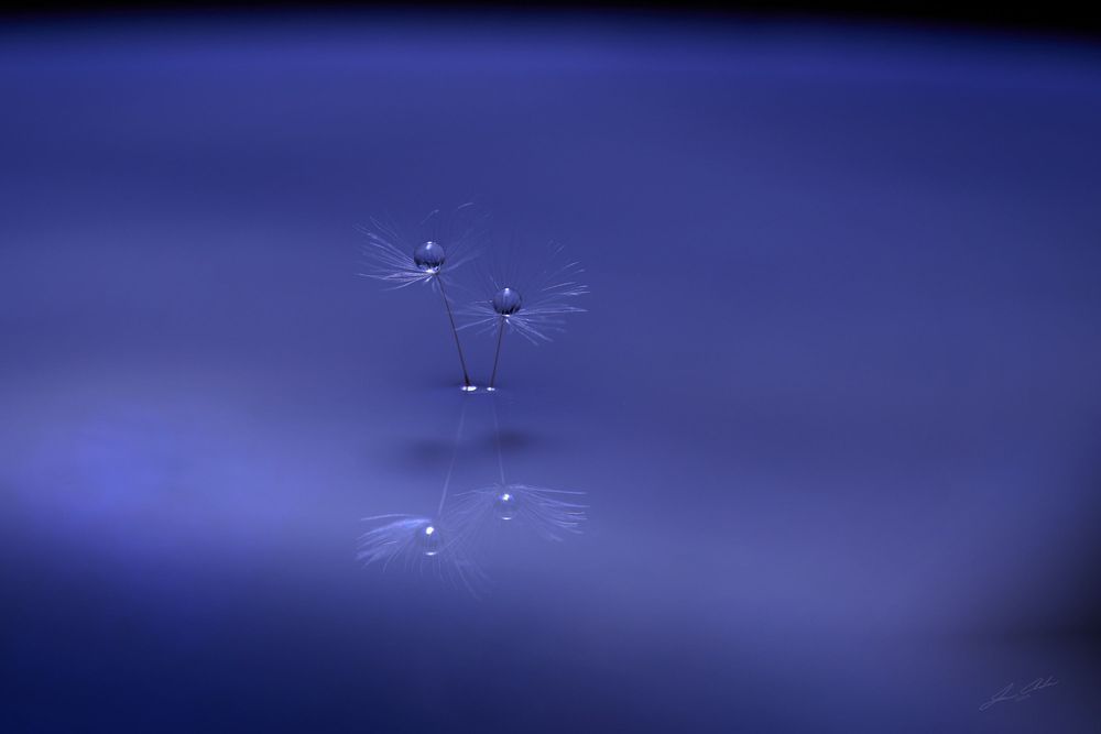 Macro - Micro - Floral