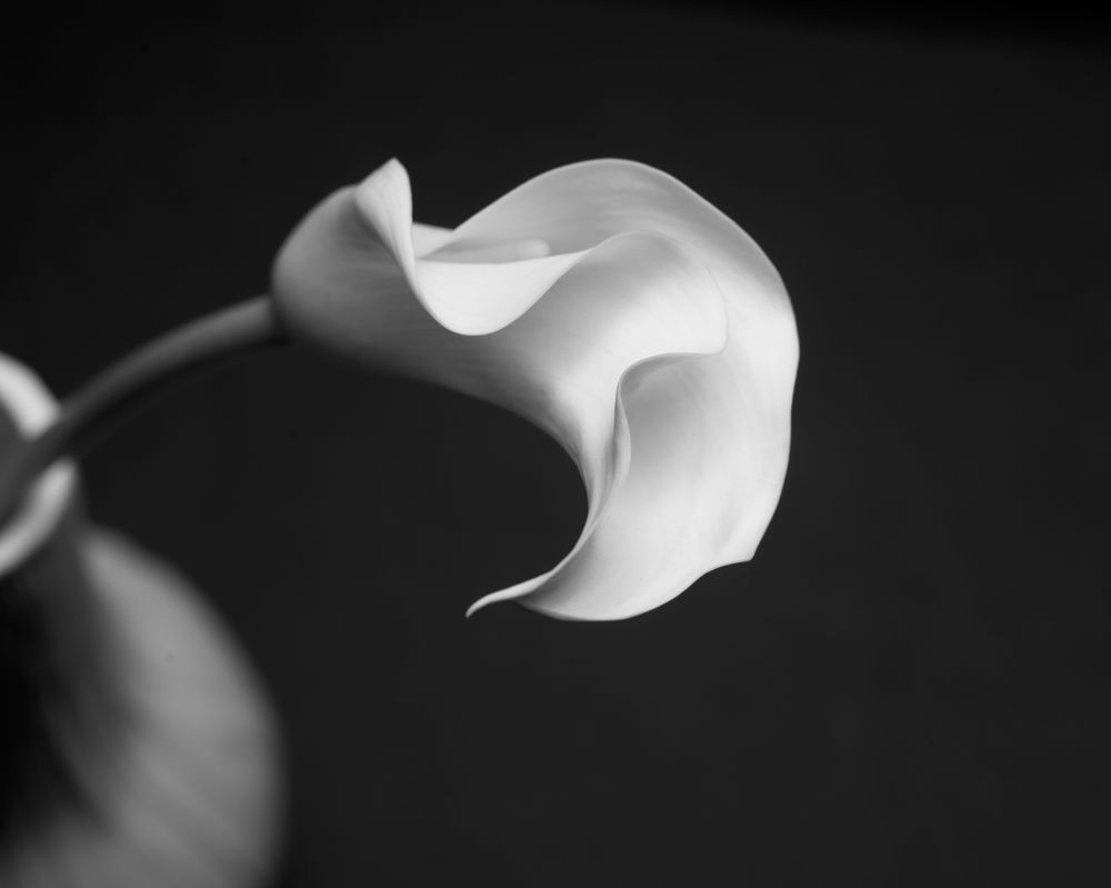 An infrared photograph of a lily