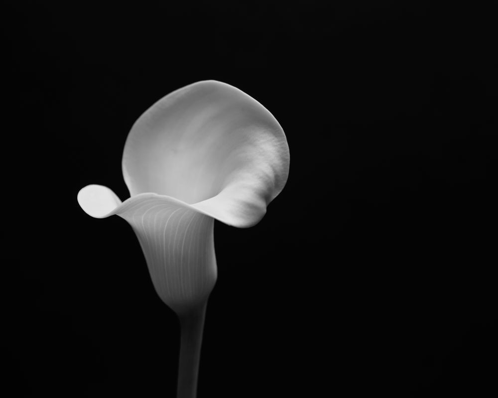 An infrared film photograph of a lily