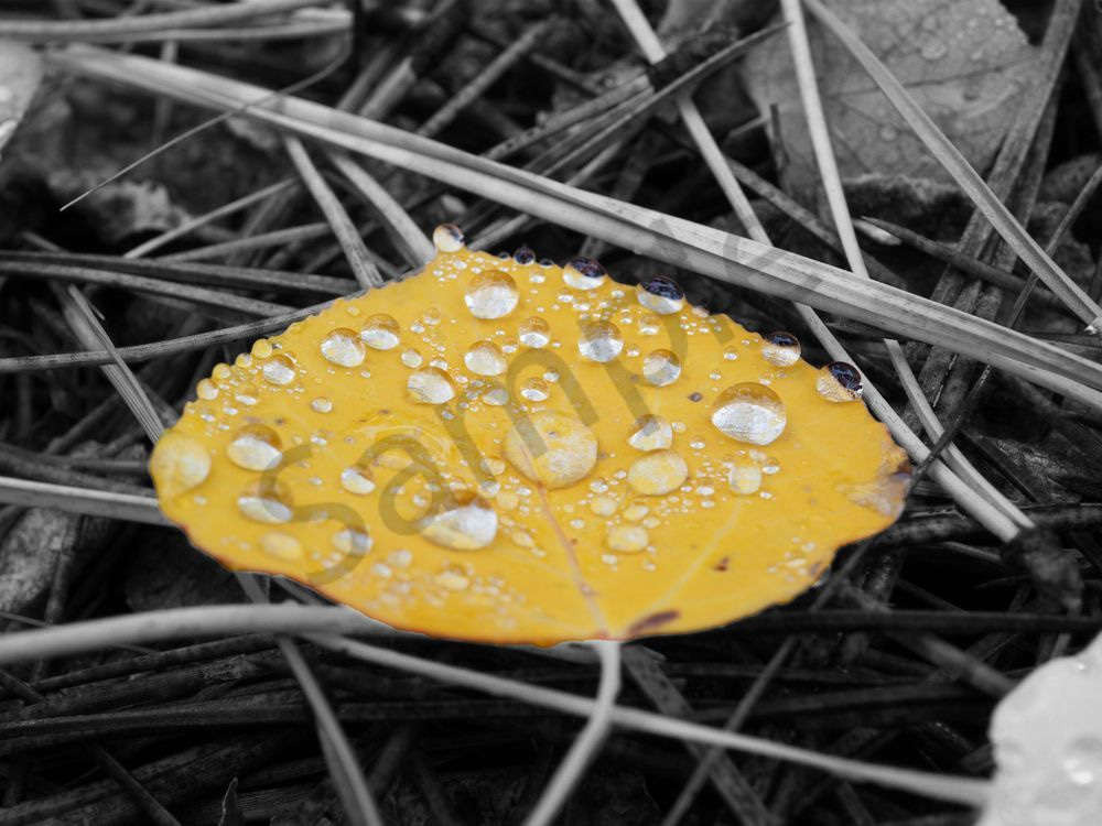 Fallen | Photography | Macro Photography | Outdoors | Nature | Dewey | Dewey Mann | Dewey Mann Art 