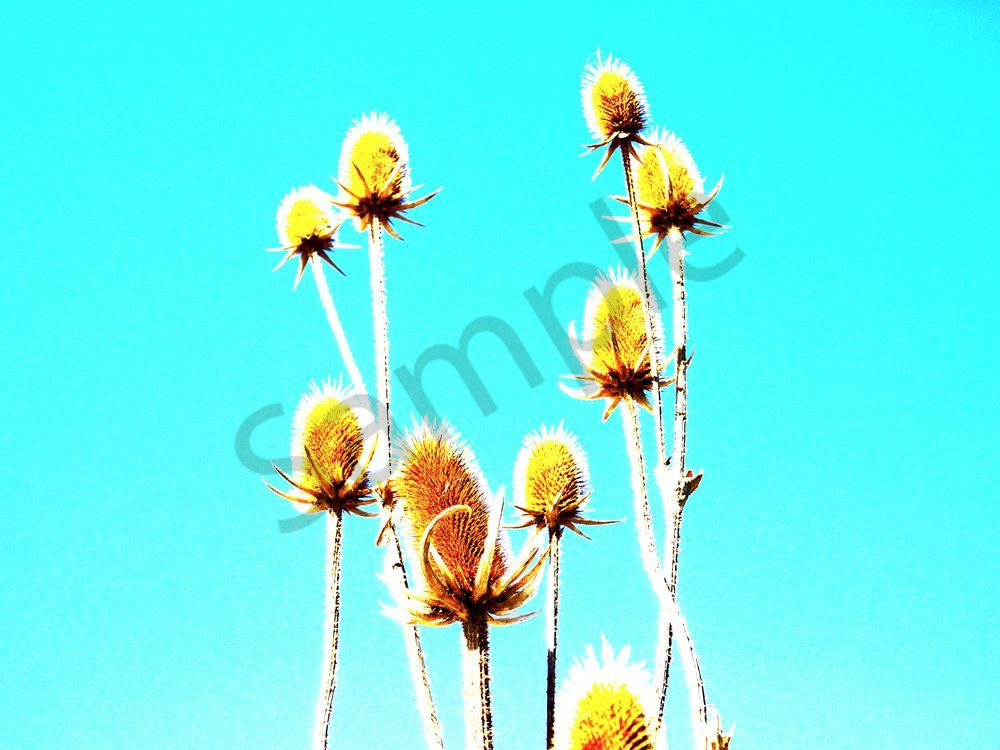 Kalirol | Photography | Dewey Mann | Photoshop | Outdoors | Dewey Mann Art | Art | Gallery | Abstract | Artist |