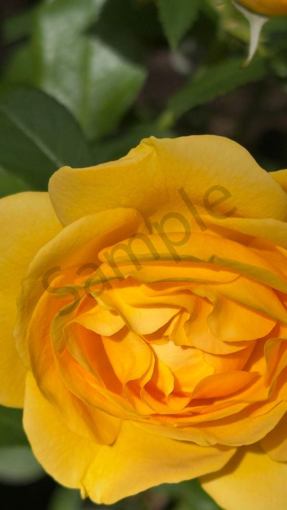 Img 6572.Jpeg Art | MANN uP Art