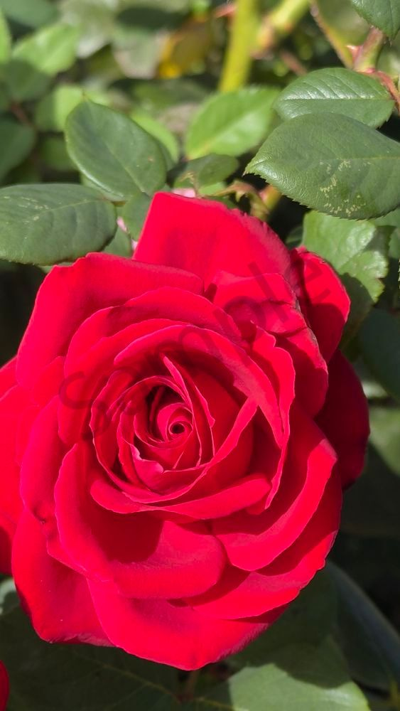 Red Rose 1 Art | MANN uP Art
