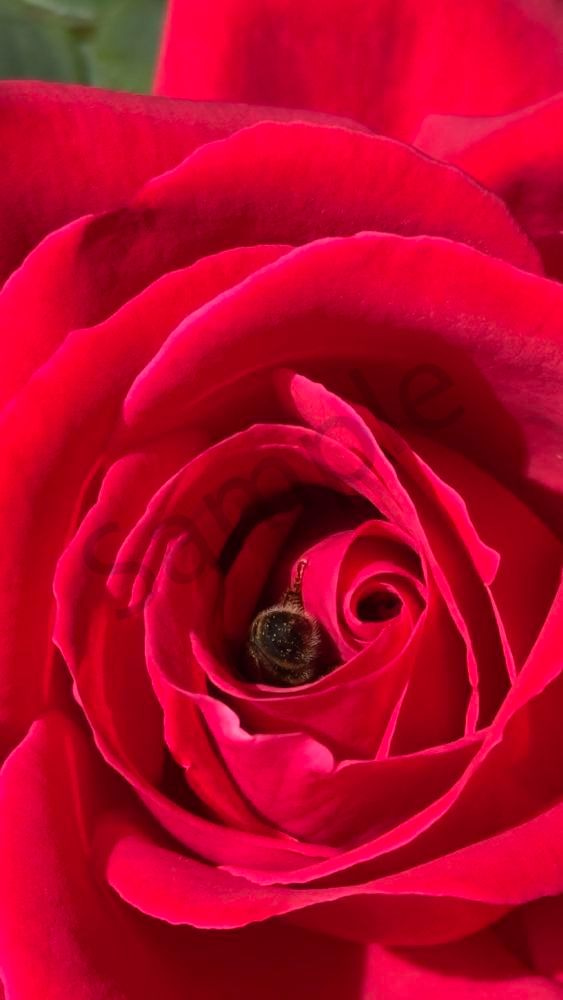 Red Rose Bee 3 Art | MANN uP Art
