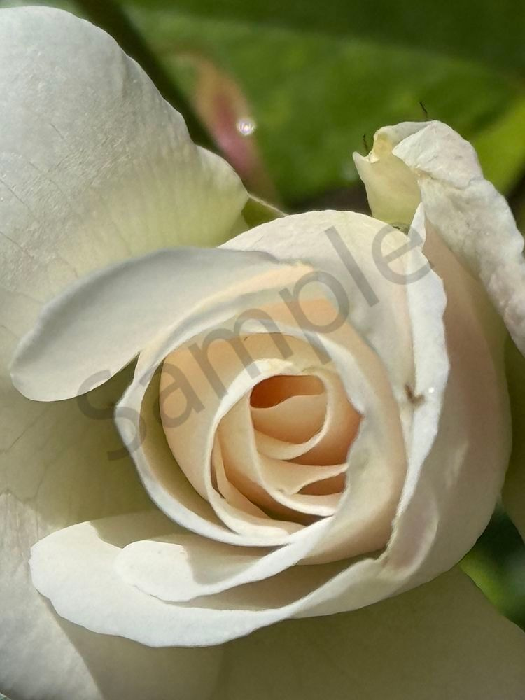 Full Bloom White Rose Art | MANN uP Art