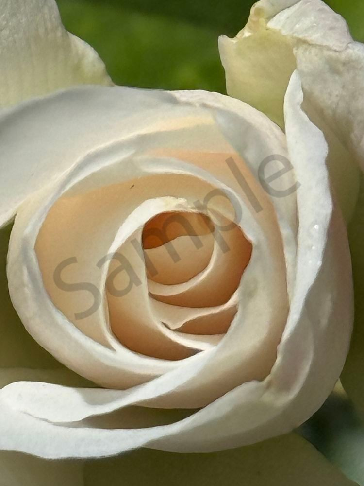 White Rose Freyed Art | MANN uP Art