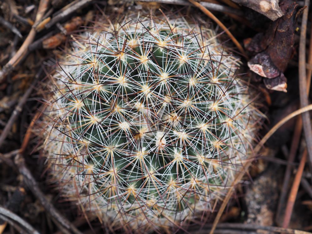 Dewey | Dewey Mann | Mountain Spike | Photography | Dewey Mann Art | Fine art | art | macro