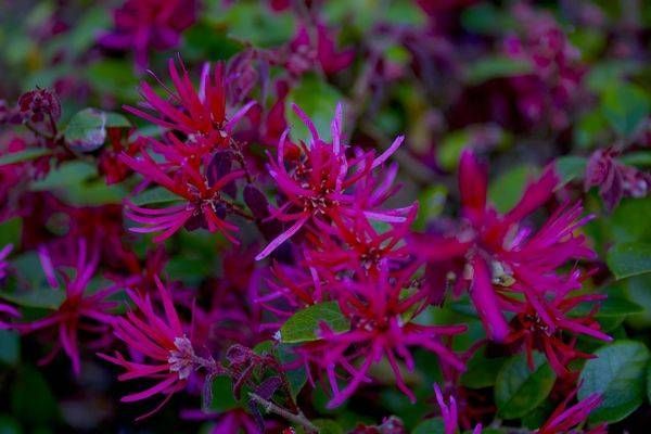 Chinese Fringe Flower