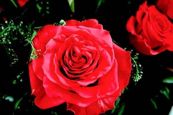 A touch of rose.