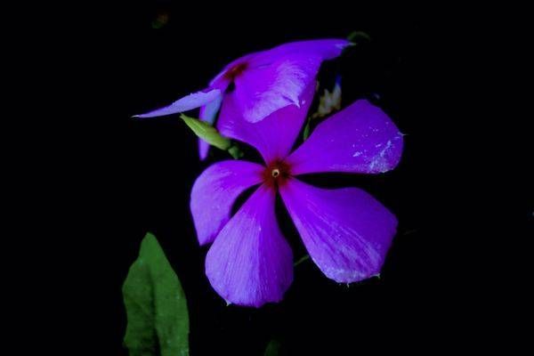 Violet Illumination