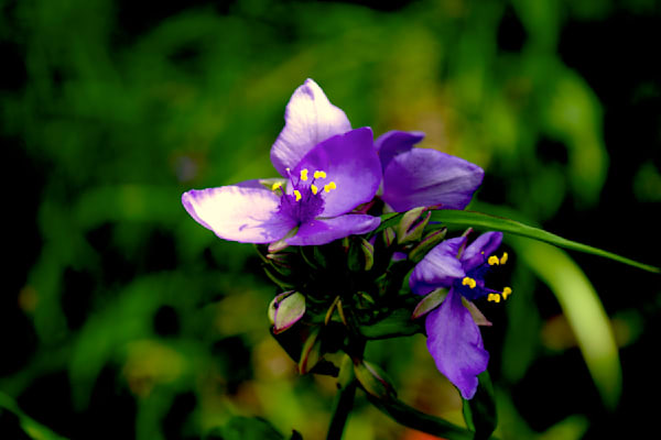 Spiderwort