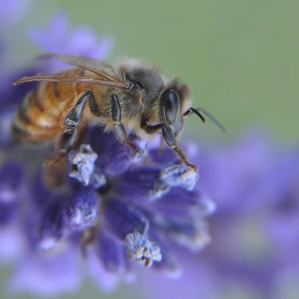 Pollinators