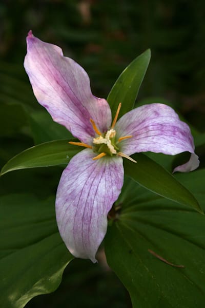 Wildflowers