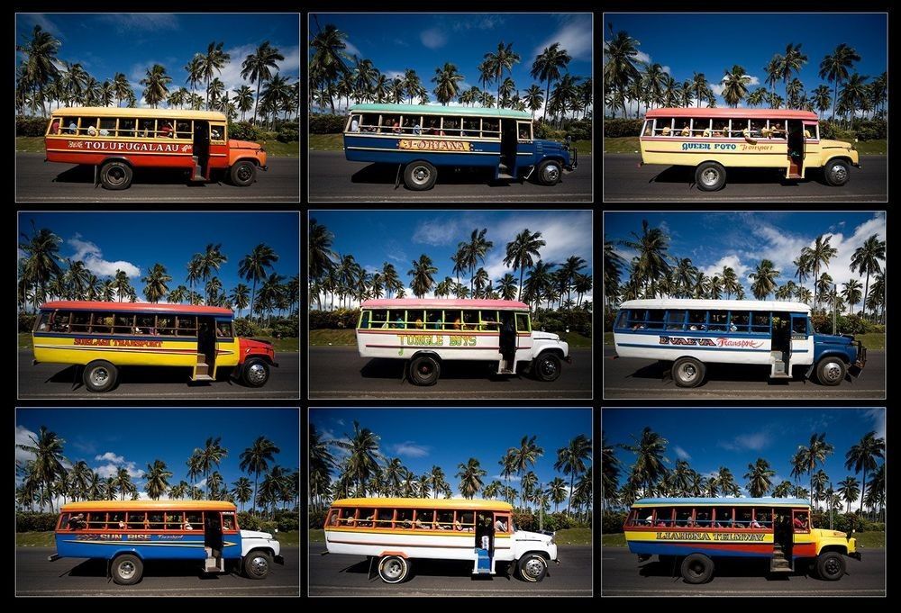 Grid of nine colorful buses beneath palm trees in Samoa
