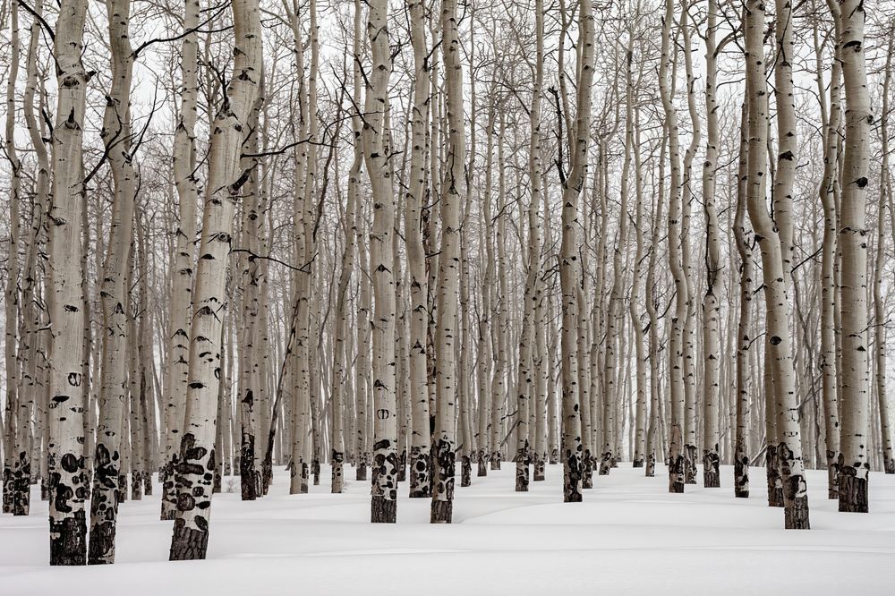Field of Aspens