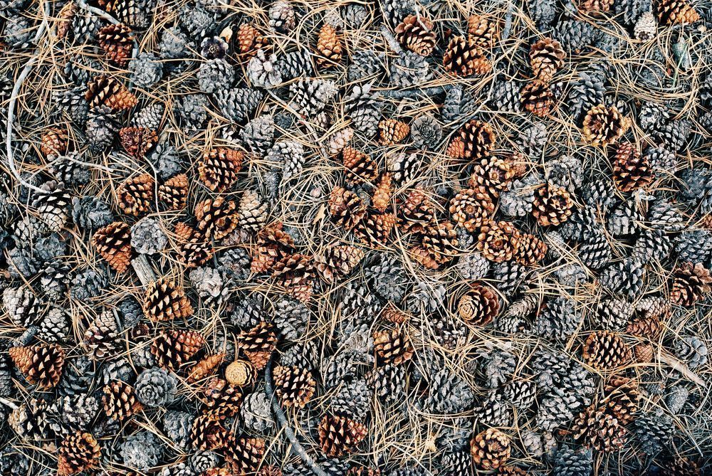 Fallen Pinecones on Forest Floor