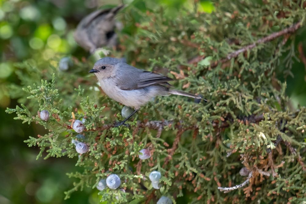 Bushtit in a juniper tree