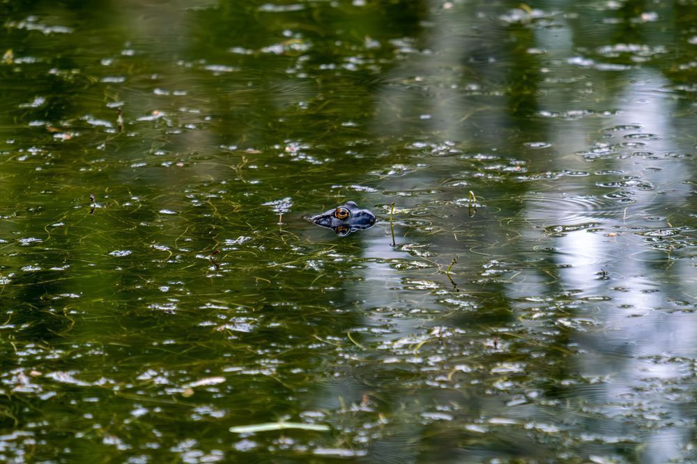 Bulish - Bullfrog, Reno, Nevada