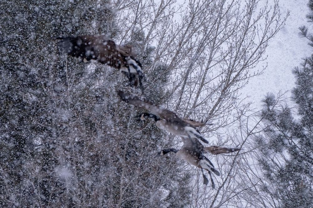 Blurred Landing - Canadian geese in a blizzard 