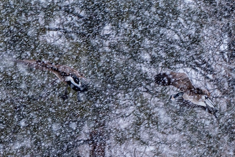 Blizzard Touchdown - Canadian Geese Flair