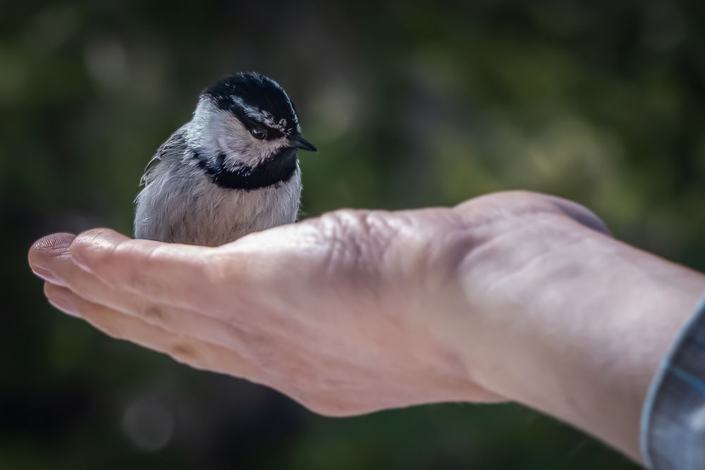 Bird In Hand - Mountain Chickadee in Mount Rose Wilderness 