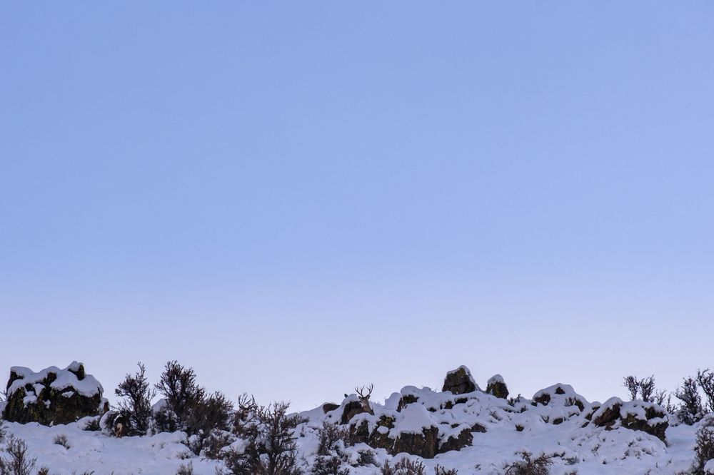 Cold Peek - Nevada deer on a snowy mountain
