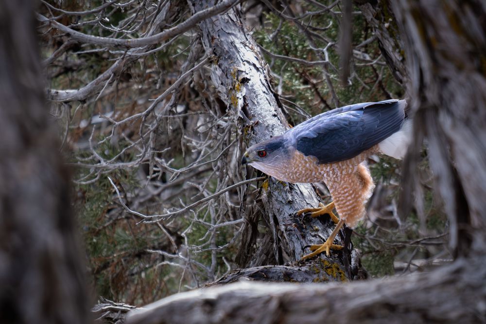 Cooper's Lunch - Cooper's hawk enjoying a fresh kill 