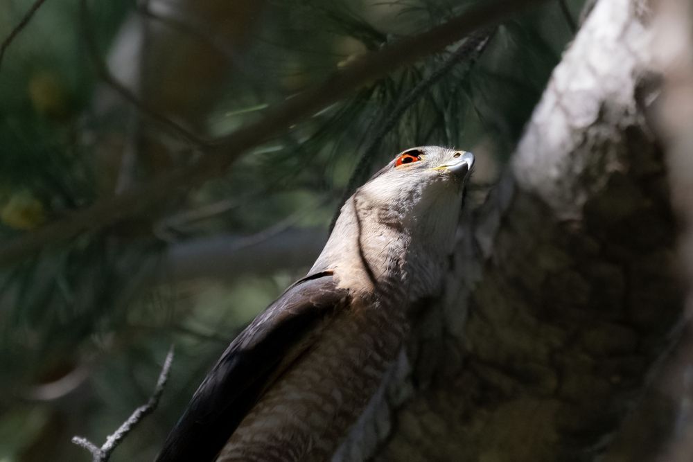 Cooper Close Up - Cooper's hawk