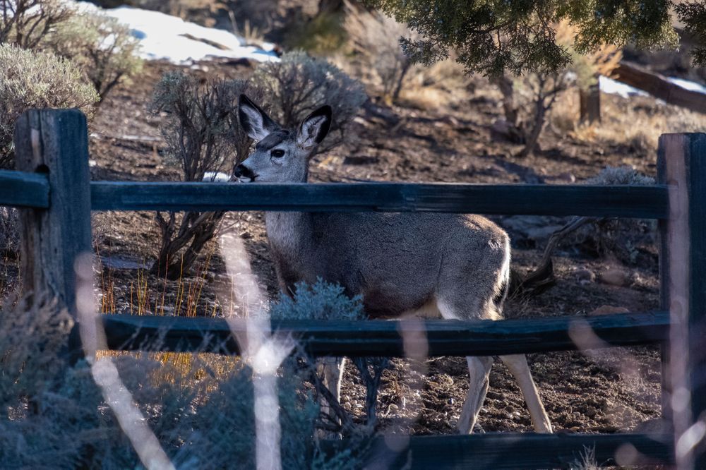 Fawn and a Fence, a young deer in Nevada