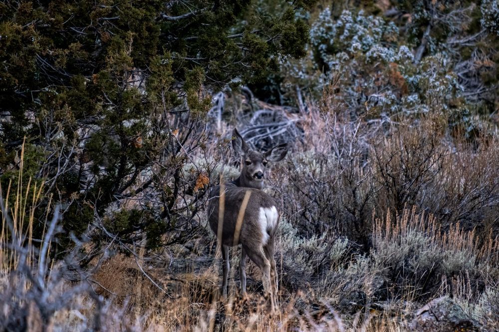 Good Side - a doe deer outside of Reno, Nevada