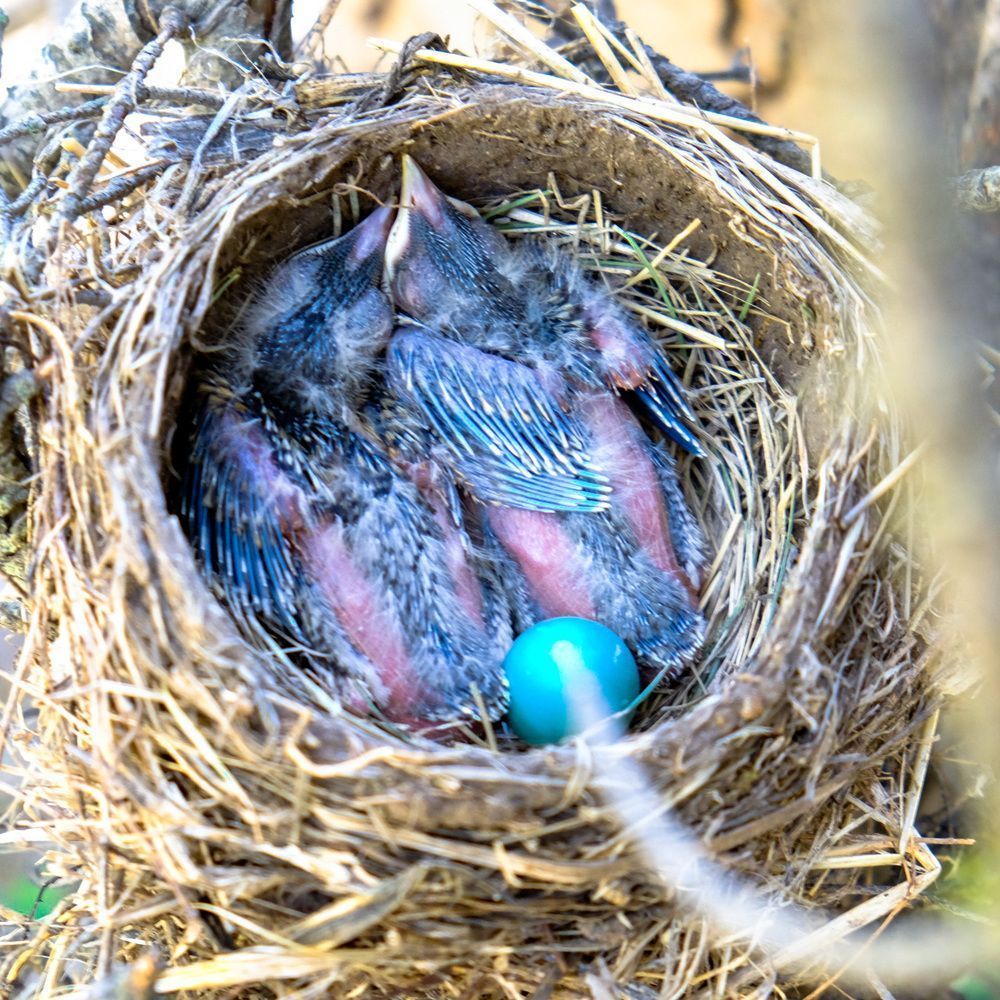 Robin Nest
